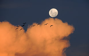 wildlife photograph of flight of bird during night time