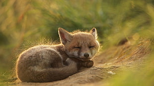 brown cab fox, fox, nature, grass HD wallpaper