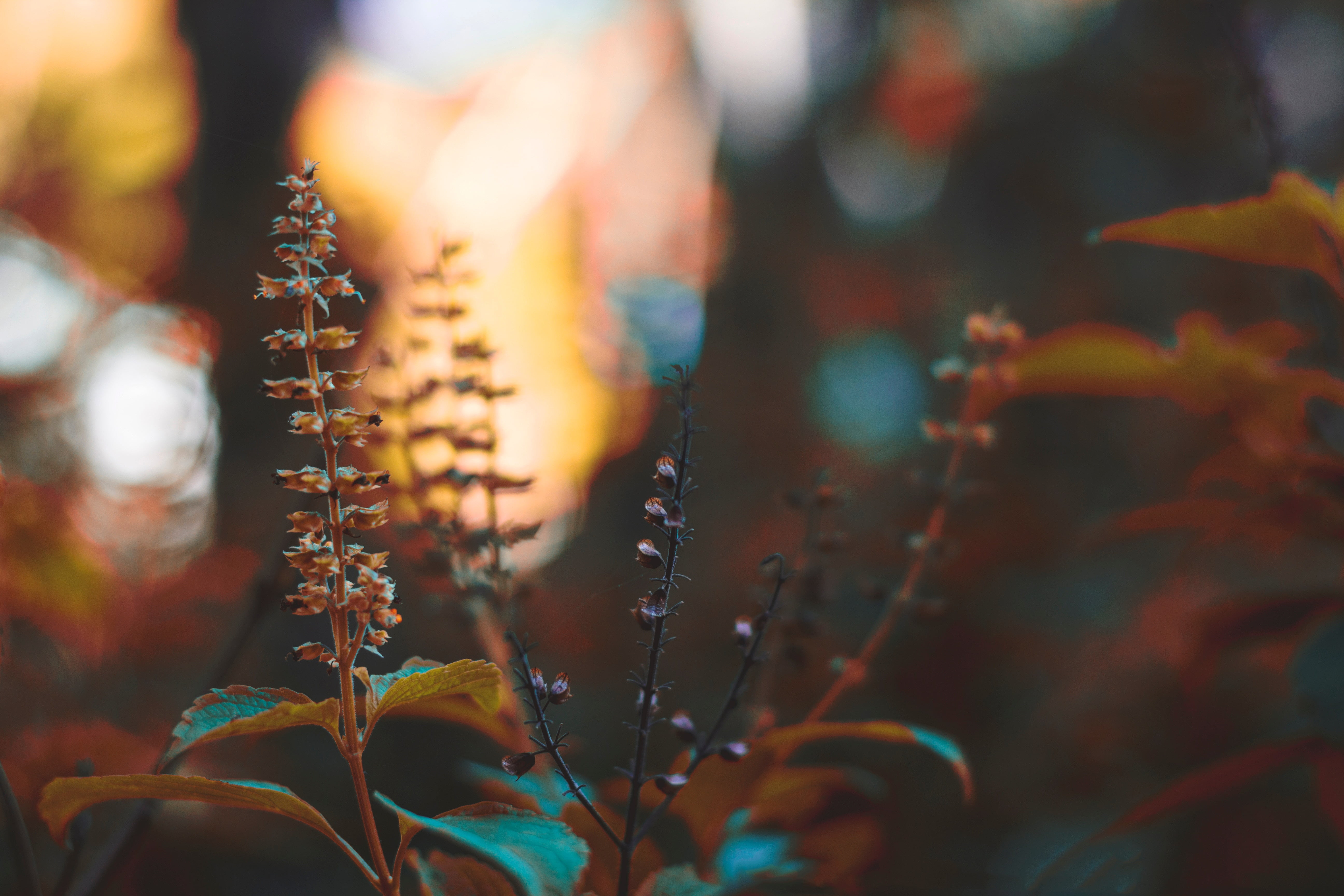 brown flowers, Plant, Stem, Branch