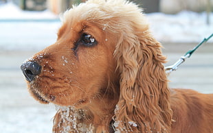 brown long-coated dog on snow