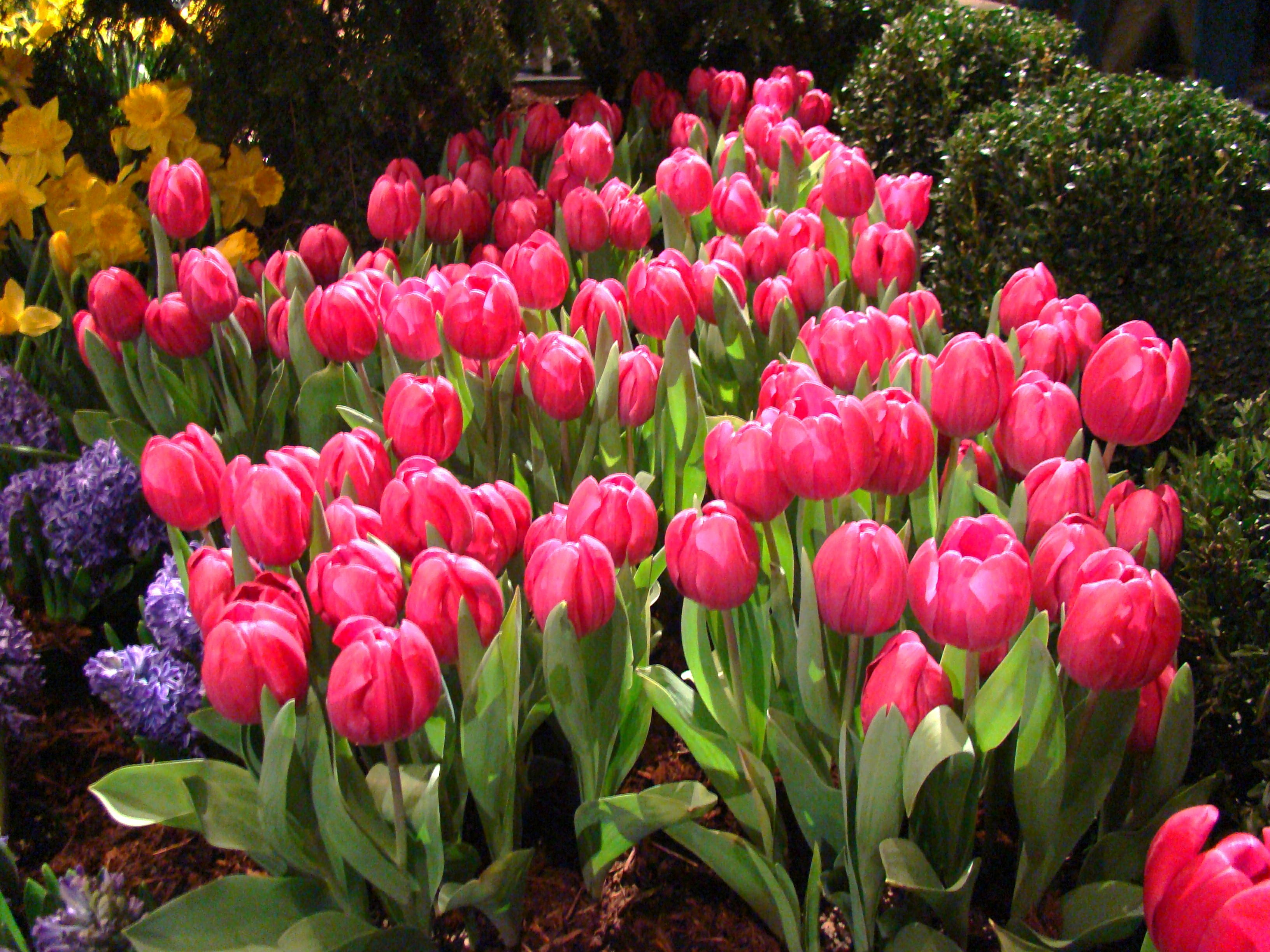 pink flowers