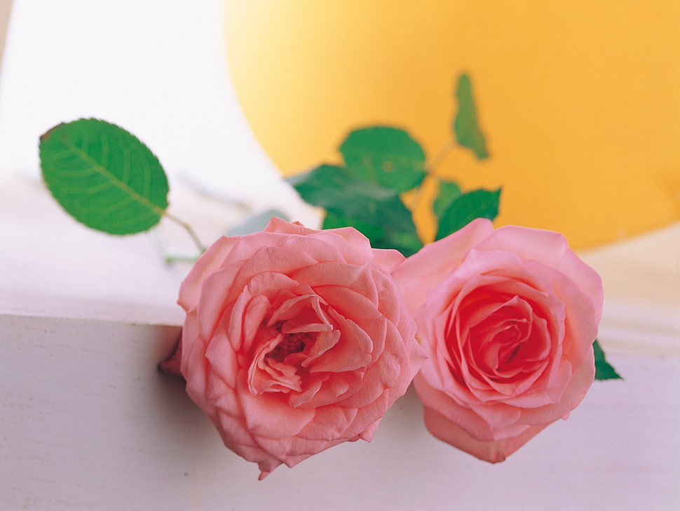 two pink roses on white surface HD wallpaper