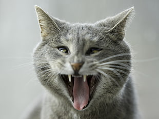 Russian Blue cat open mouth HD wallpaper
