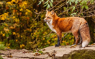 photo of brown fox on wild