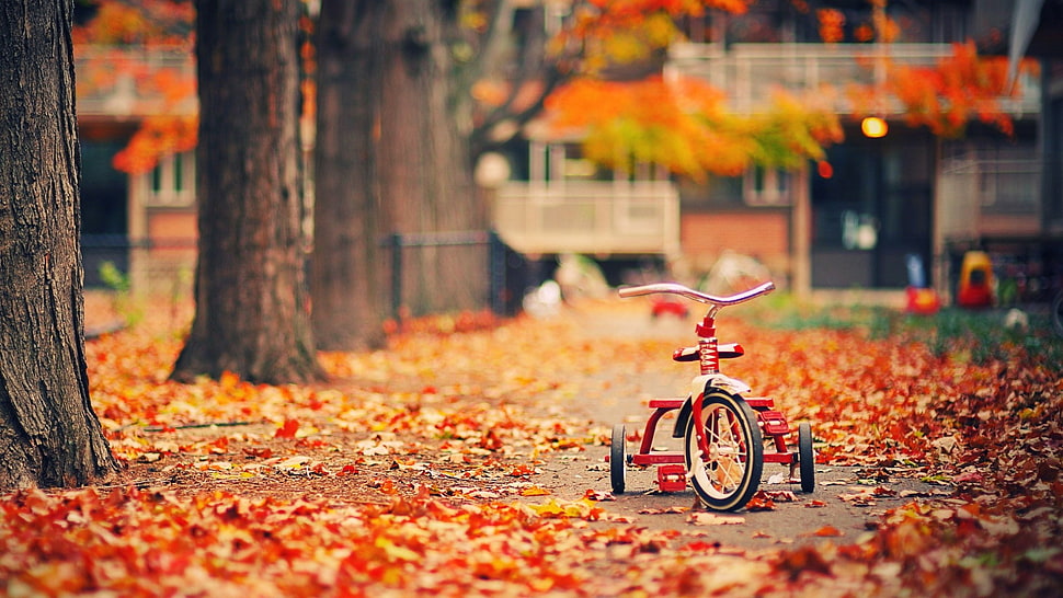 red and black trike near trees and house HD wallpaper