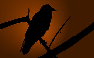 silhouette of crow on tree branch