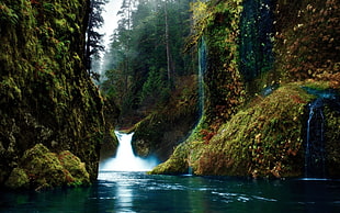 waterfalls near green leaf trees