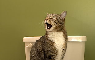 black and white Tabby cat on white ceramic toilet seat