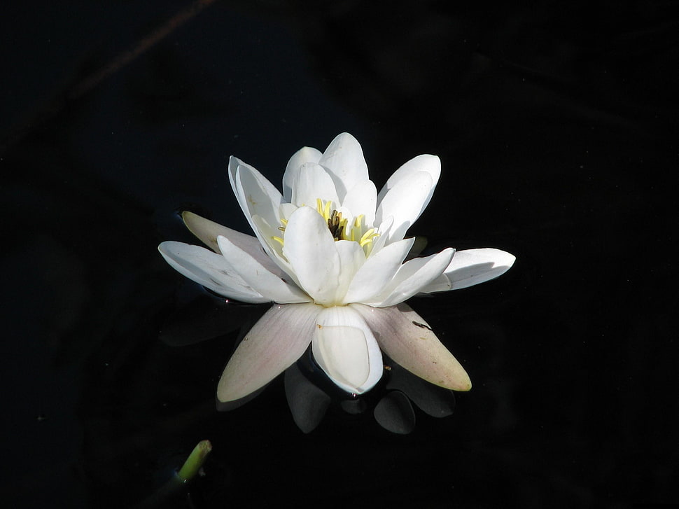 selective focus photography of water lily flower HD wallpaper