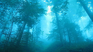 foggy forest, forest, trees, mist, nature
