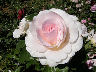 photo of pink roses during daytime
