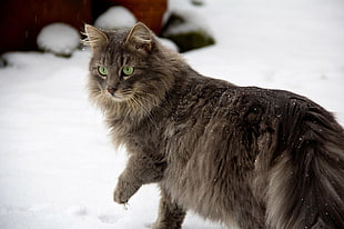 close-up photography of long-fur grey cat walking on bed of snow HD wallpaper