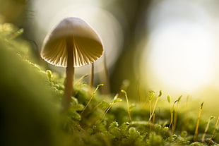 macro photography of mushroom during daytime