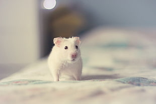 white mouse, animals, mammals, hamster
