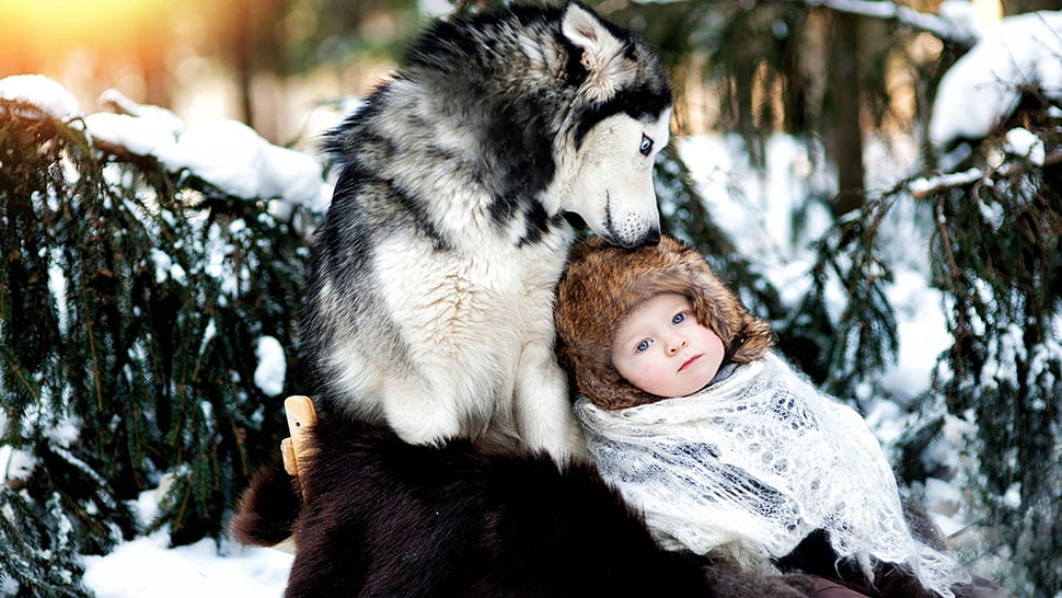 black and white siberian husky sitting with baby in winter clothing in a snow covered surrounding during day time HD wallpaper
