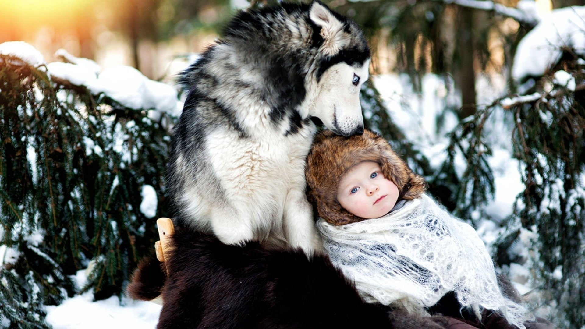 Droll Siberian Husky Baby Clothes l2sanpiero