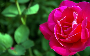 pink rose flower, nature, landscape, flowers, rose