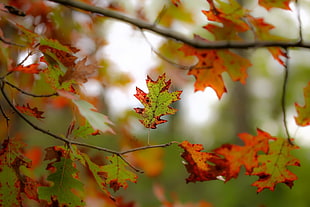 maple leaves, plants, leaves, nature, trees HD wallpaper
