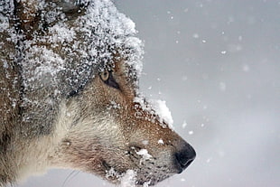 brown wolf covered with snow in close-up photography