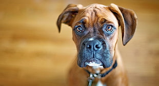 selective photography of tan Boxer puppy