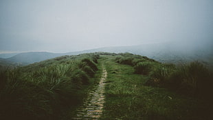 green grass with pathway, nature, mist, grass, path HD wallpaper