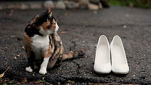 white pumps beside Calico cat