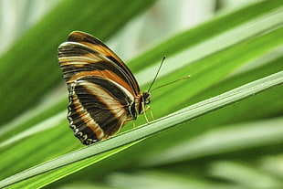 shallow photo of black and brown butterfly