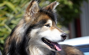 adult brown and white dog with its tongue out during daytime