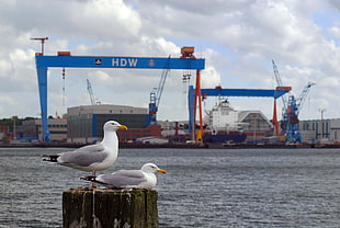 Seagull near port HD wallpaper