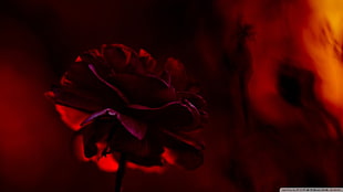 red rose, flowers, dark, blurred, plants