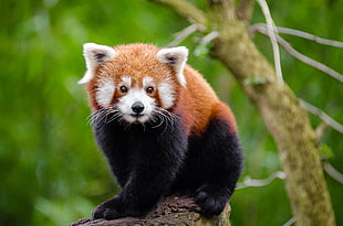 focus photo of black-and-brown fur animal at the branch of the tree, red panda