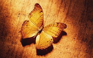white Peacock Butterfly on brown wooden board