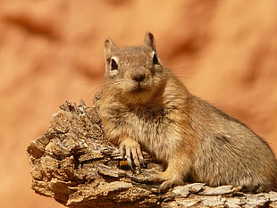 brown Squirrel focus photography HD wallpaper