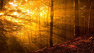 landscape photo of forest during golden hour HD wallpaper