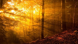 landscape photo of forest during golden hour
