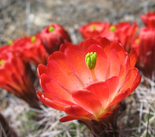 photograph of red petal flower
