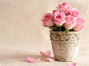 pink rose flowers in beige pot