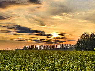 green plants and trees under white and brown cloudy sky during sunset