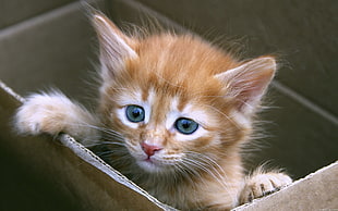 orange tabby kitten on brown box