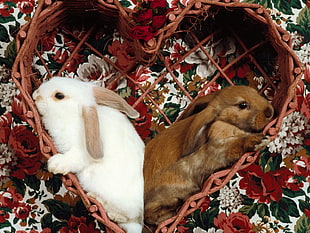 two brown and white bunnies on basket