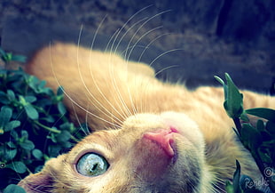short-fur orange tabby cat