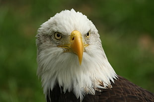 focus photography of bald eagle during daytime