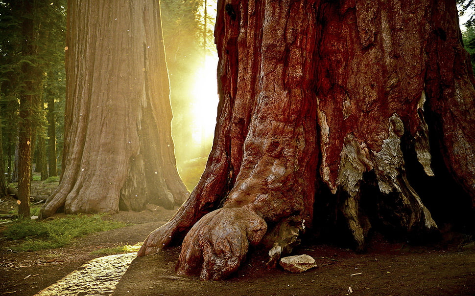 brown tree trunk, nature, trees, forest, sunlight HD wallpaper