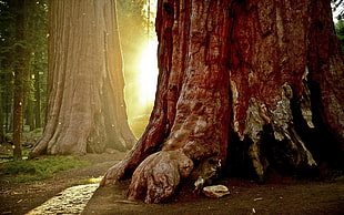 brown tree trunk, nature, trees, forest, sunlight