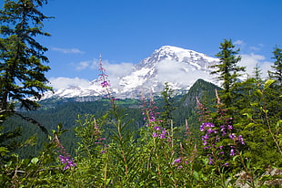 photo of mountain and forest at daytime