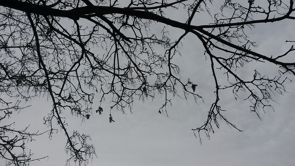 black and white tree painting, trees, branch HD wallpaper
