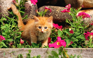 photography of orange tabby kitten on grass