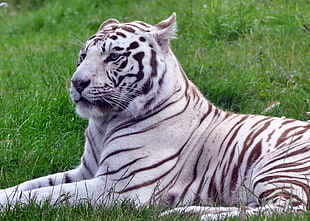 white tiger, Tiger, Predator, Grass HD wallpaper