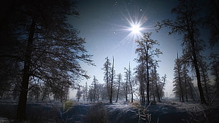 Moonlight over a forest HD wallpaper