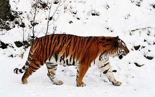 tiger walking on mountain covered with snow